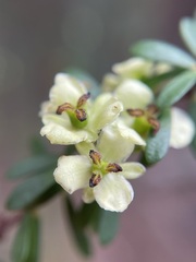 Micrantheum hexandrum