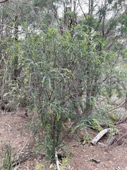 Micrantheum hexandrum