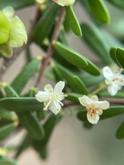 Micrantheum hexandrum