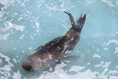 Arctocephalus