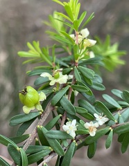 Micrantheum hexandrum