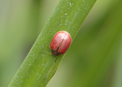 Paropsisterna bimaculata
