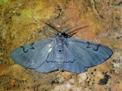 Hypochrosis sternaria