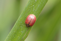 Paropsisterna bimaculata