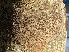 Bathelium carolinianum