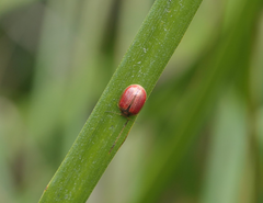 Paropsisterna bimaculata