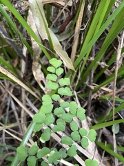 Adiantum aethiopicum
