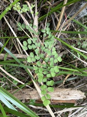 Adiantum aethiopicum