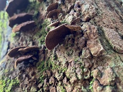 Hymenochaete setipora