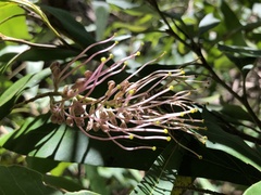 Grevillea barklyana