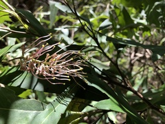 Grevillea barklyana