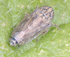 Athysanini