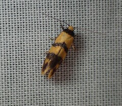 Olbonoma triptycha