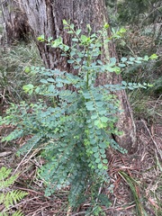 Phyllanthus gunnii