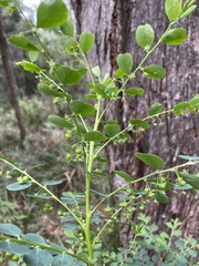 Phyllanthus gunnii