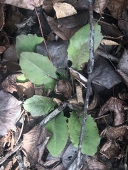 Salvia lyrata