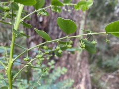 Phyllanthus gunnii