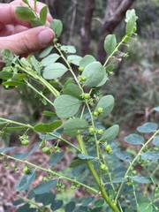 Phyllanthus gunnii