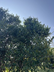 Olea europaea cuspidata