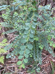 Phyllanthus gunnii
