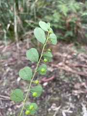 Phyllanthus gunnii