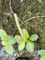 Peperomia urvilleana