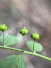 Phyllanthus gunnii