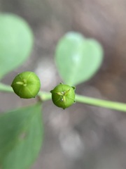 Phyllanthus gunnii
