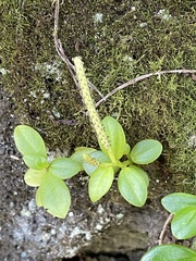Peperomia urvilleana