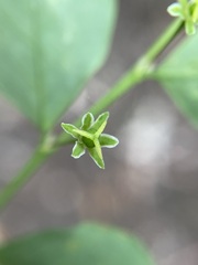 Phyllanthus gunnii