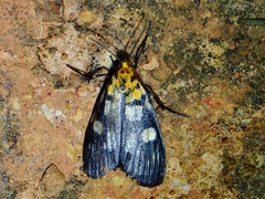 Vitessa teleroma