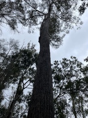 Eucalyptus amygdalina