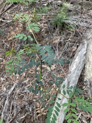Indigofera australis