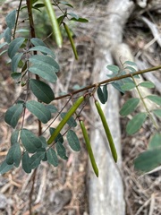 Indigofera australis