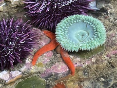 Henricia