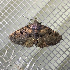 Metalectra quadrisignata