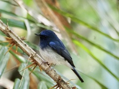 Cyornis hainanus