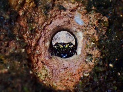 Cicindelinae