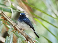 Cyornis hainanus