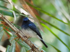 Cyornis hainanus