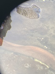 Gymnothorax meleagris