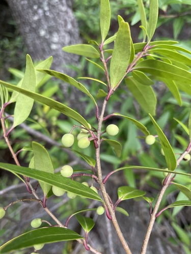 Image of Notelaea ligustrina by (c) Matt Berger, some rights reserved (CC BY)