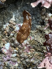 Polycladida