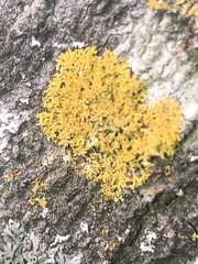 Xanthomendoza weberi