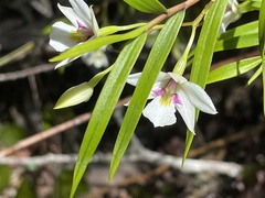 Dendrobium cunninghamii