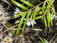 Dendrobium cunninghamii