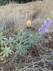 Lupinus formosus formosus