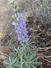 Lupinus formosus formosus