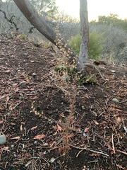 Dittrichia graveolens