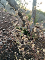 Dittrichia graveolens